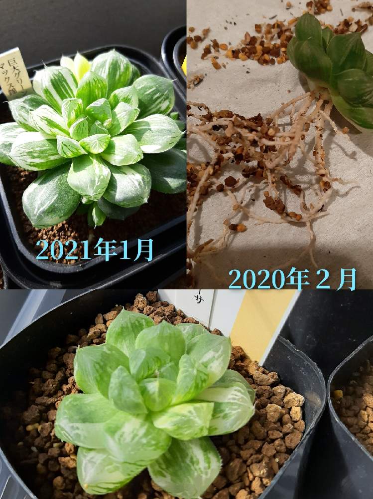 窓辺の画像 by 脱獄囚さん | 窓辺と多肉植物と多肉男子と軟葉系ハオルチアとハオルシア男子とハオルチア属とハオルチア狂とハオルチア男子とおうち園芸とHaworthia:ハオルチア/ハオルシアと軟葉系ハオルシアとハオルシア属 と☆ハオルチアと脱獄囚