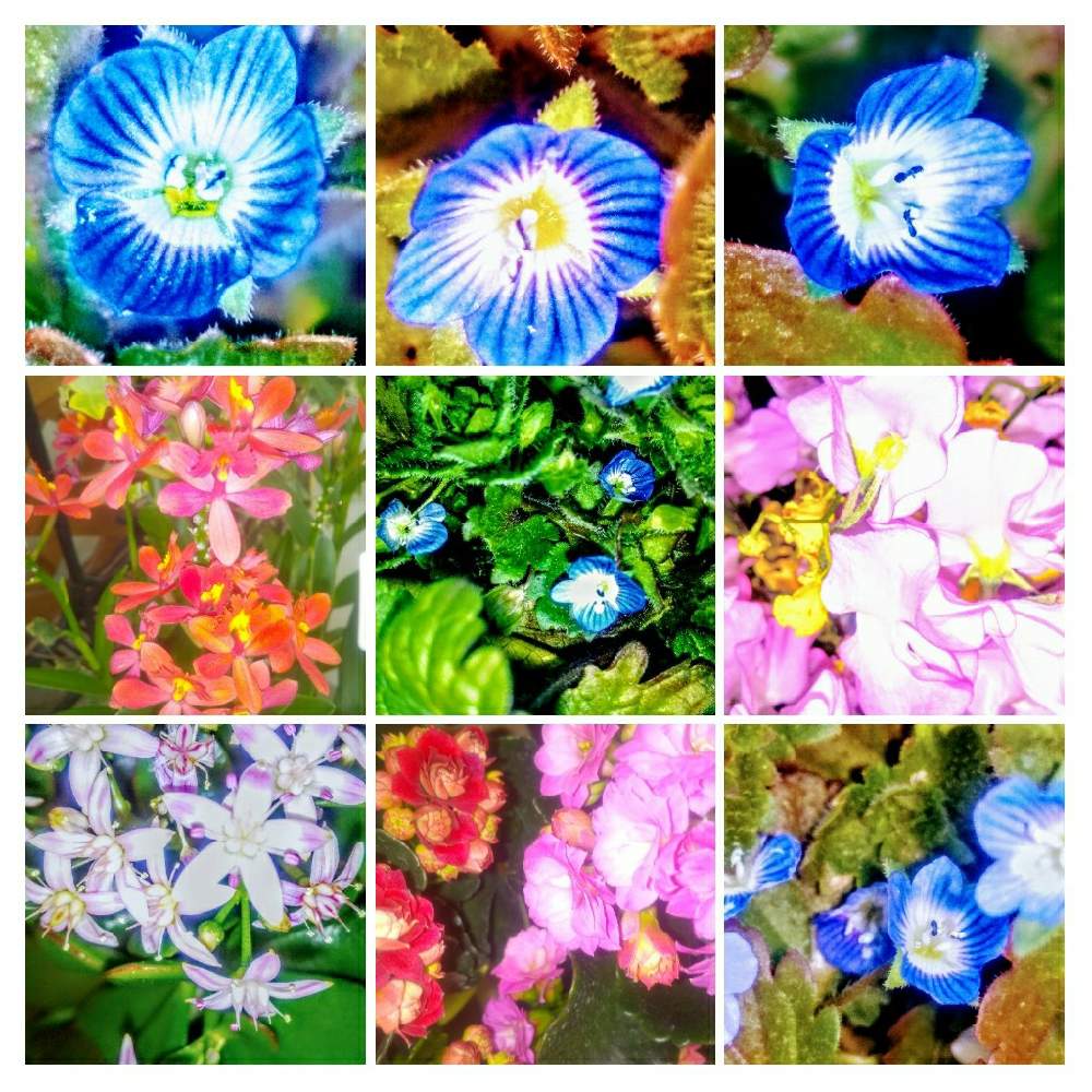 畑の画像 by TOTOROGAOさん | 畑とかねのなる木の花とオオイヌフグリ(星の瞳)とスイトピー☆PINKと#お花好き✨と野あざみと私に、出来る ささやかな 想いと絆☆紡ぐ!と自然と 共にと# スマホ写真と# 私の 好きな 花 ☆とGSのみなさんに感謝♡とおうち園芸と八ヶ岳への 道のり✨と# 山野草と元気に Go!と#花のある暮らしと素敵な 仲間とエールとガーデニングと素敵な仲間たちと散歩で見つけた素敵✨と#写真好きと#花友