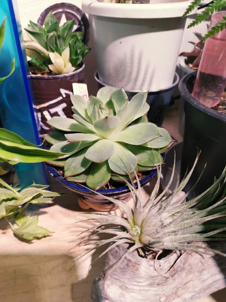 部屋の画像 by ひろさん | 部屋とイオナンタとレツーサ錦とクリスマスキャロルと多肉植物とサボテン科とアガベ AGAVEと観葉植物とディッキアとユッカ属とビザール苗とGS映えと多肉のある暮らしとGS日和とおうち園芸とGSミニモニ。とお部屋と多肉植物とコロナおしりペンペン( ・᷄ὢ・᷅ )と熱帯植物とエアプランツとアガベ属