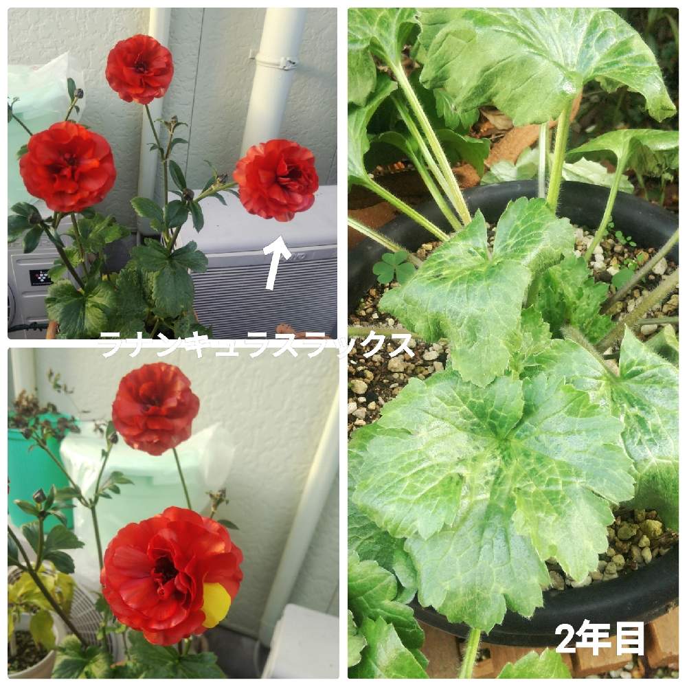 小さな庭の画像 by メリーさん | 小さな庭と鉢植えと花のある暮らしとラナンキュラス・ラックスとおうち園芸