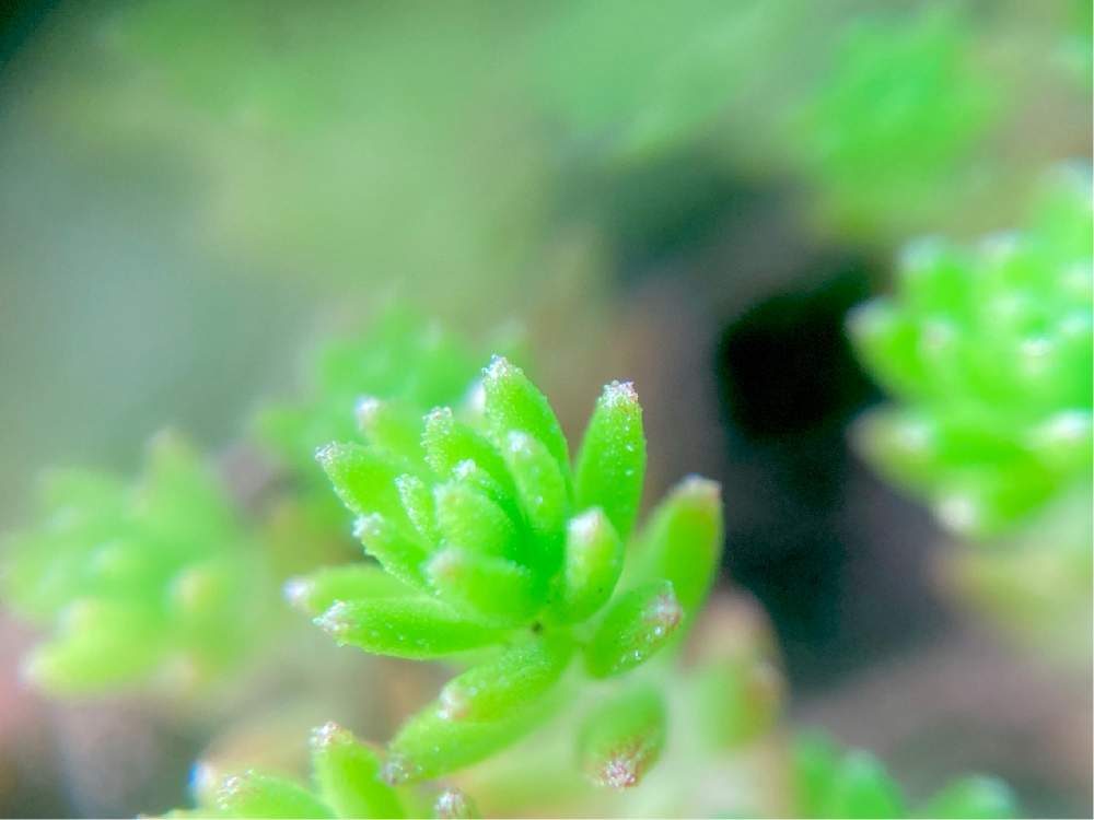 お出かけ先の画像 by ヒーちゃんさん | お出かけ先と多肉植物と花言葉と誕生花と赤ちゃんと花言葉と今日はなんの日