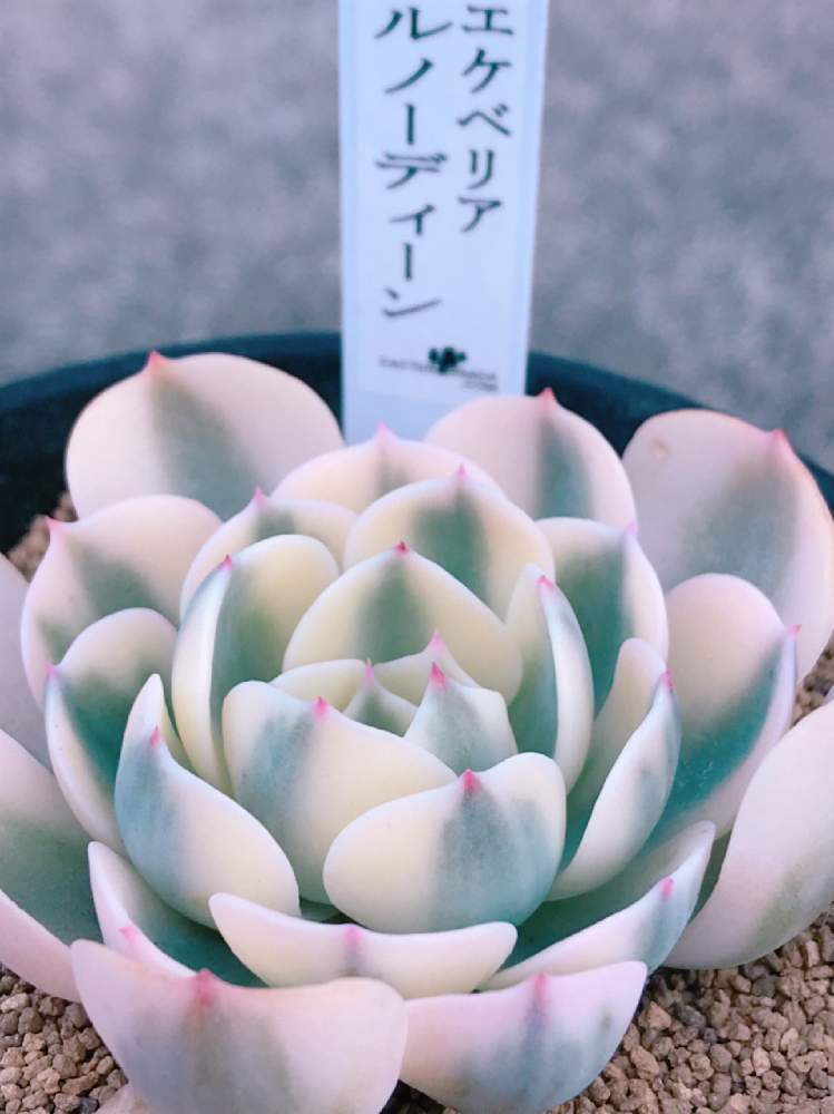 の画像 by チェスさん | ルノーディーンと多肉植物と多肉大好きと寄せ植えとわが家の多肉スペースとおうち園芸と多肉女子と花のある暮らしと多肉寄せ植え