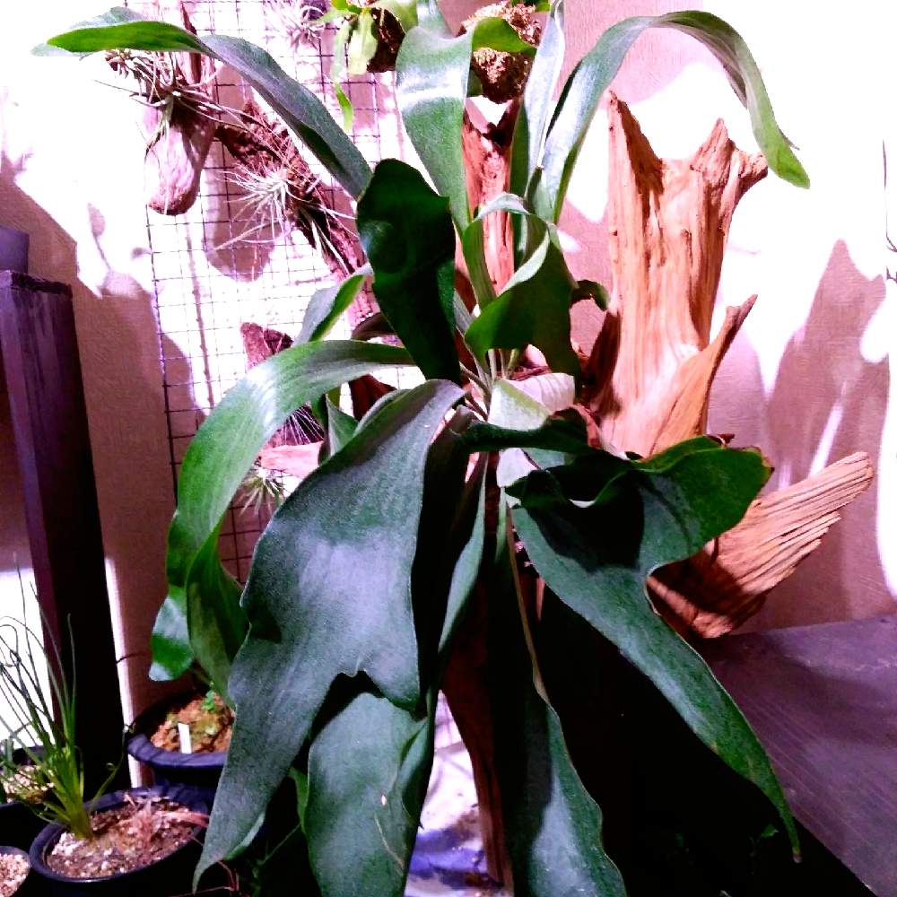部屋の画像 by まりみさん | 部屋と着生植物と コウモリラン と ビカクシダとおうち園芸と植中毒とお部屋ジャングル化計画と朽ち木の朽ち子(中)