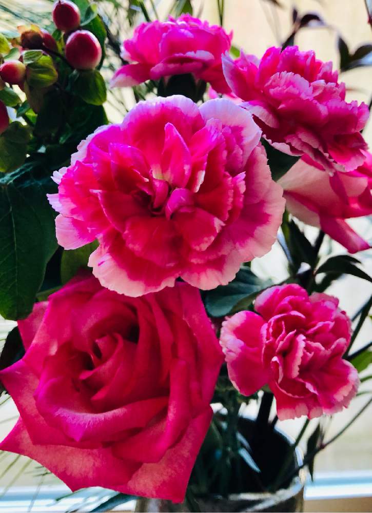 の画像 by おきぬdhさん | 似て非なるもの。カーネーションと薔薇