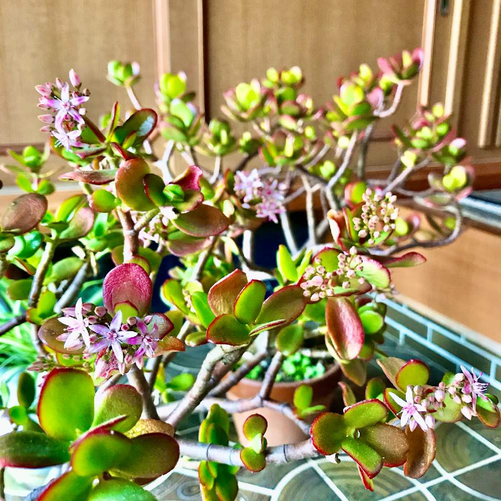 玄関の画像 by アンジュローズ 徳島 阿南さん | 玄関と金のなる木と多肉植物と実家の花とおうち園芸