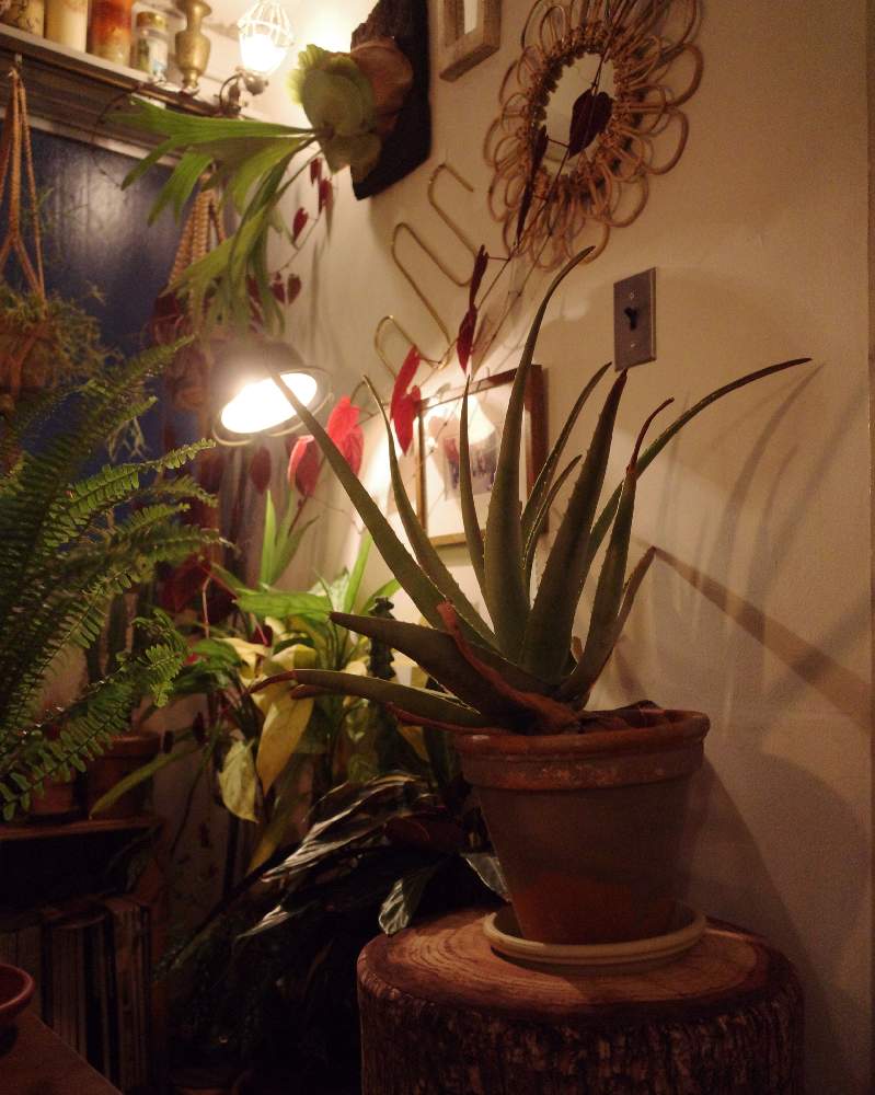 インテリアの画像 by SHINPEIさん | インテリアと多肉植物と照明と植物と観葉植物と植物男子とグリーンインテリアと育てやすいとインテリアと植物とおうち園芸とハンギングと丈夫な植物と観葉植物のある暮らしと窓際とアーバンジャングルとディスプレイとインテリアグリーンと植物の飾り方