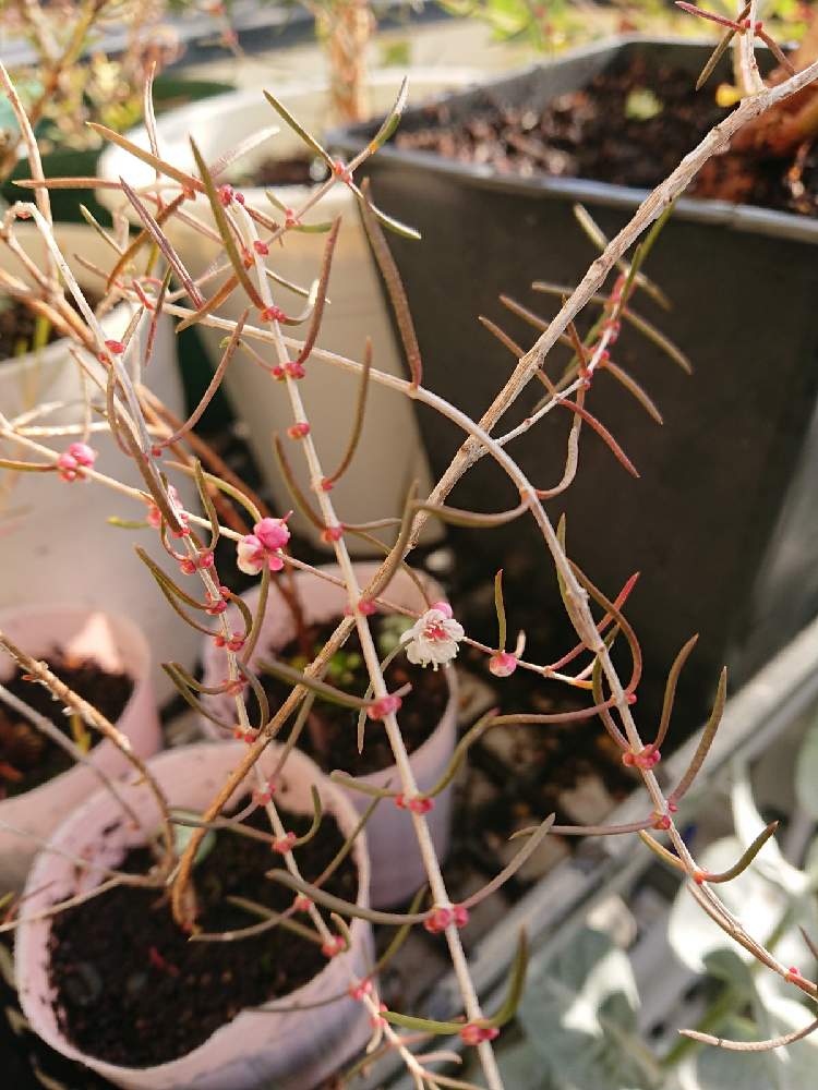 バルコニー/ベランダの画像 by 直径さん | バルコニー/ベランダとヒポカリマと暖かい日と鉢植え植物とオーストラリア原産とGS映えとno green no lifeとおうち園芸と植中毒と蒲桃倶楽部とフトモモ科とネイティブプランツと花のある暮らしとオージープランツと白い花
