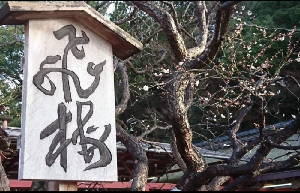 お出かけ先の画像 by さいたまつぼみさん | お出かけ先とウメと白い花と太宰府天満宮と今日のお花