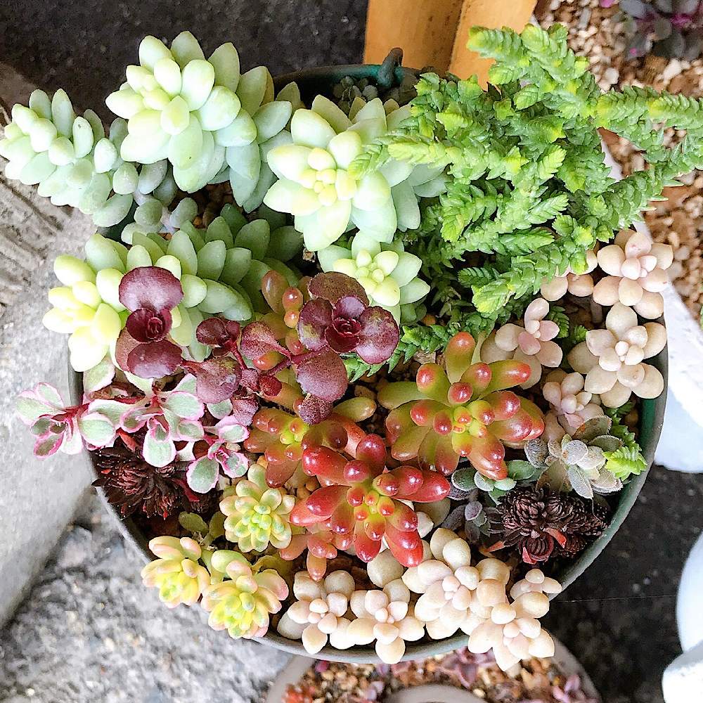 バルコニー/ベランダの画像 by イチさん | バルコニー/ベランダと 虹の玉と多肉植物 ビアホップとビアポップ☆と 姫秋麗とセダム畑と新玉つづり。と多肉 斑入りタイトゴメ