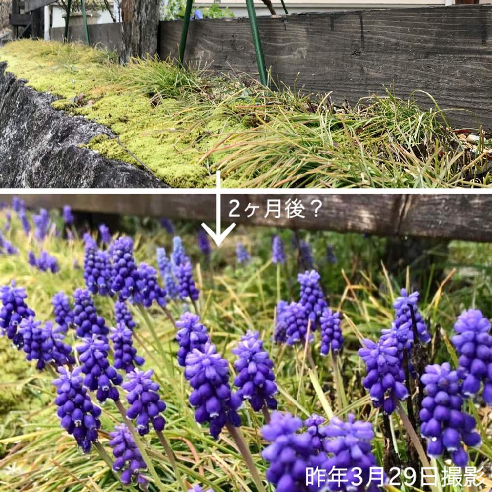 小さな庭の画像 by 週末だけ野良人ISOさん | 小さな庭とムスカリと家庭菜園と今日のお花と家庭菜園奮闘日記とチーム岐阜