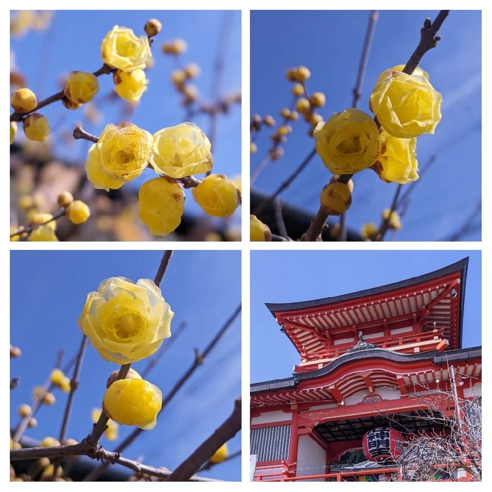 お出かけ先の画像 by 風船カズラさん | お出かけ先とロウバイの花 とうめのはなと今日のお花と西宮市とウメの木と蝋梅の花