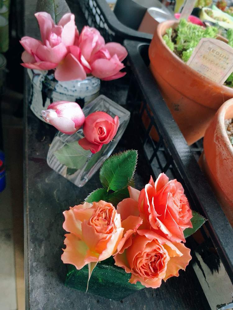 テラスの画像 by まめるりこさん | テラスとバラ ジュリアとバラ・ブルーインパルスとバラ アンティークレースと薔薇が好き❤と薔薇の蕾さんとおうち園芸