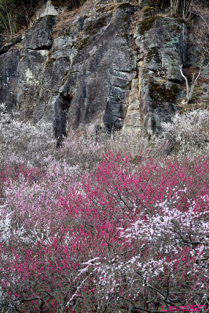 お出かけ先の画像 by Levo327さん | お出かけ先とウメと幕山公園とピンクの花と白い花とCanon EOS 5D Mark IIIと今日のお花