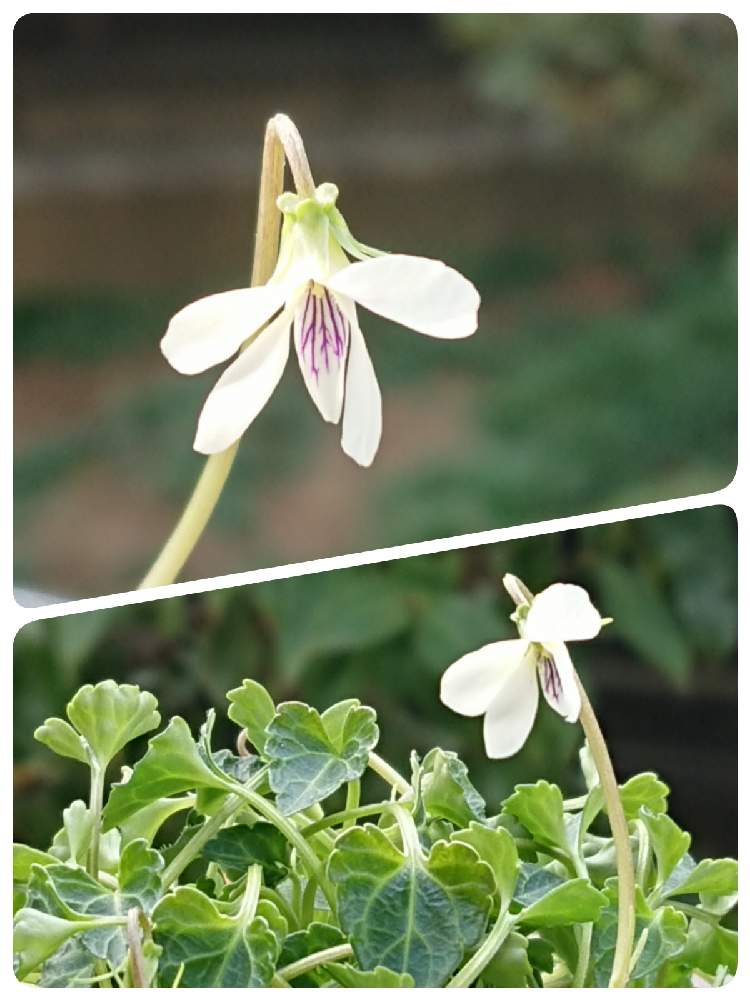 の画像 by Senさん | 鉢植えとおうち園芸とチーム岐阜と八重山屋久島すみれ♪