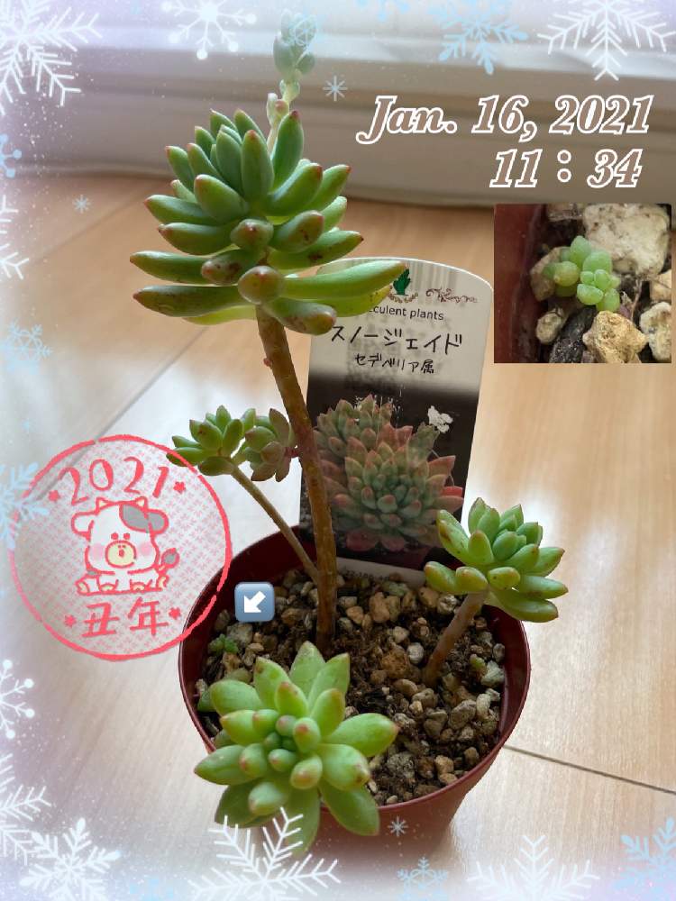 部屋の画像 by らぶさん | 部屋とスノージェイドと多肉植物初心者と多肉植物とCHの多肉植物とおうち園芸とお部屋と多肉植物と北海道タニラーとホームセンターの多肉と多肉女子とタニラーと小さな小さな庭と花のある暮らしと葉挿しとド真ん中の日とセデベリア属