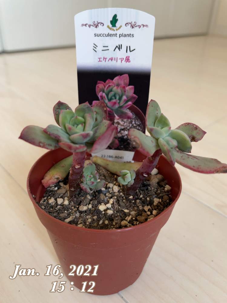 の画像 by らぶさん | ミニベルと多肉植物初心者と多肉植物とおうち園芸とド真ん中の日と北海道タニラーとホームセンターの多肉とエケベリア属と多肉女子とタニラーと小さな小さな庭と花のある暮らしとHCの多肉植物とカクトロコ