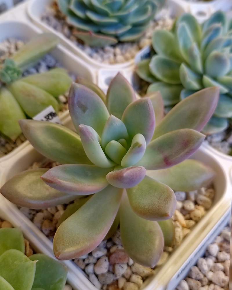 和室の画像 by ゆのさん | 和室とオパリナと多肉植物とグリーンのある暮らしと多肉のある暮らしとグラプトベリア属と多肉女子とタニラーとportさん苗とオパリナ_yuno