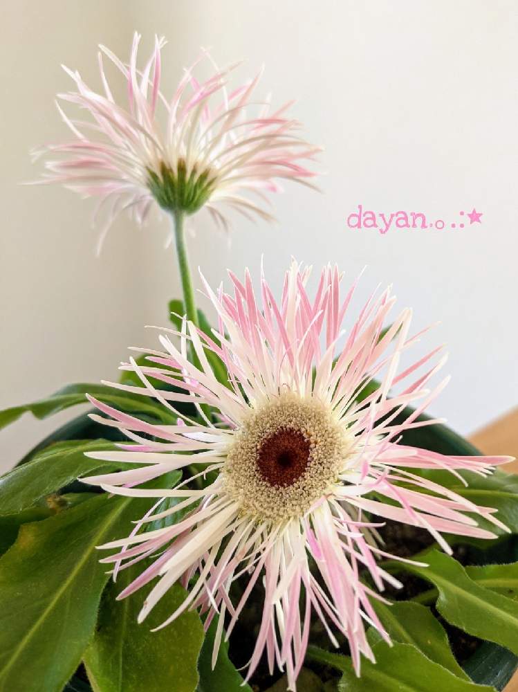 窓辺の画像 by dayanさん | 窓辺とガーベラ スパイダー咲きとピンクの花と鉢植えとナチュラルスタイルといやされると北海道と大人かわいい♪