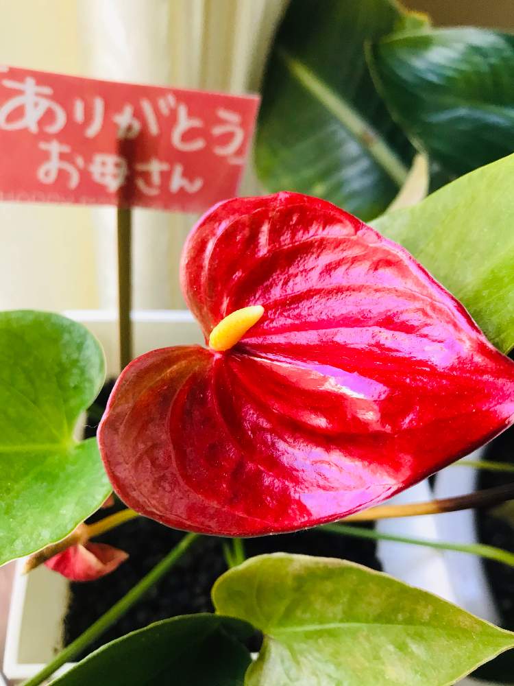 窓辺の画像 by bu--bu--chanさん | 窓辺とアンスリウムと1月とステイホームとありがとう♡とokinawaと沖縄とオキナワと感謝と楽しもうとプロヴァンスと2021と南欧風とおきなわ