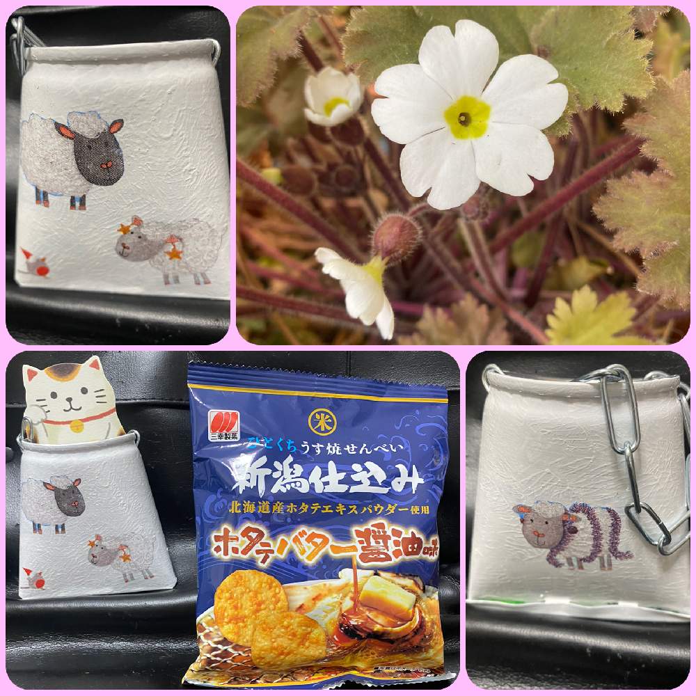 小さな庭の画像 by まつぴよさん | 小さな庭とプリムラ シネンシスと花のある暮らしとありがとう♡と交換便と繋がりに感謝✨
