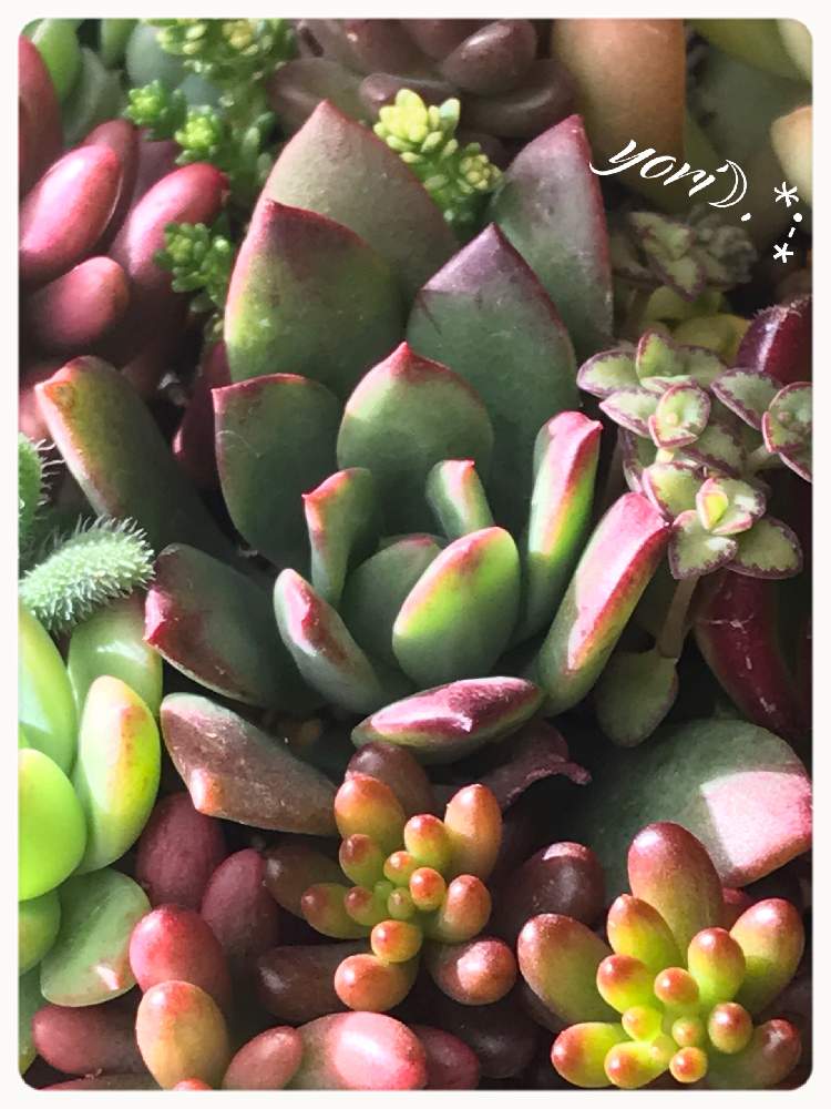 小さな庭の画像 by yori☽︎︎.*·̩͙さん | 小さな庭と多肉植物の寄せ植えと今日もお疲れ様でした♡とピンク好き♡と良い週末を…♡と体調に気をつけて!と多肉女子とありがとうです♥️と癒しの時間♡とチーム福岡とこんばんは☆と今週もよろしくです♡と今日に感謝♡