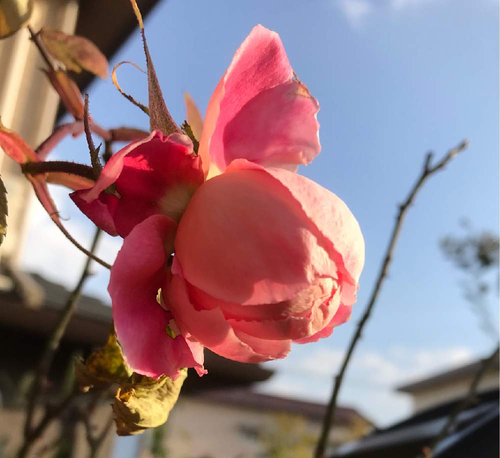小さな庭の画像 by anneさん | 小さな庭とばら バラ 薔薇とバラのある暮らしとおうち園芸とバラ ベンジャミンブリテンとつるバラ誘引とイングリッシュ・ローズとバラが好きとバラを楽しむ