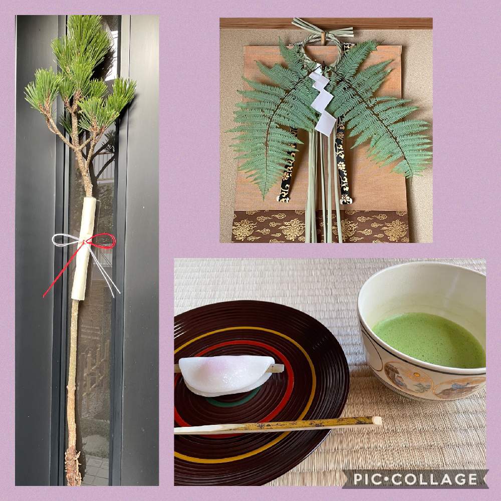 和室の画像 by soraraさん | 和室と教室と初釜と根引きマツと裏白・