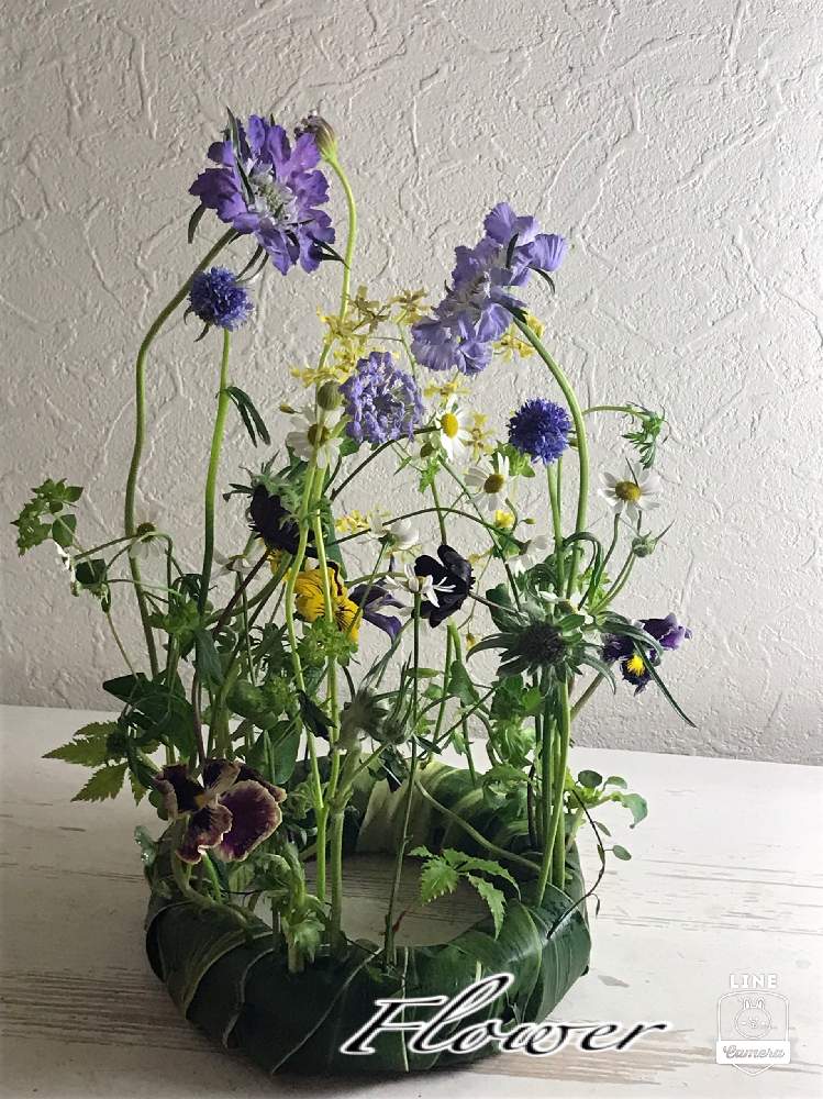 部屋の画像 by rorodhimanさん | 部屋とスカビオサ マツムシソウと花のある暮らし