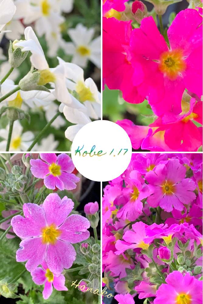 お出かけ先の画像 by ハナコさん | お出かけ先とピンクのお花と白いお花