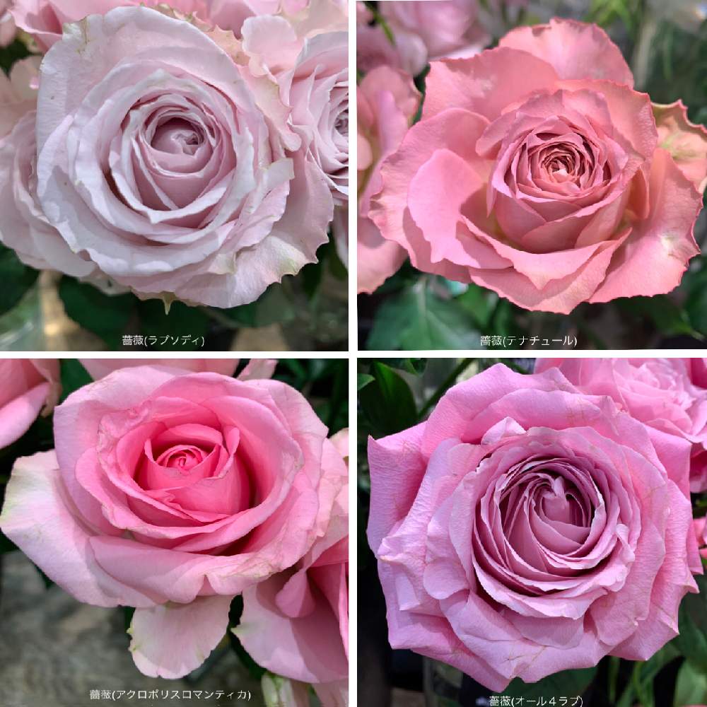 お出かけ先の画像 by カタバミさん | お出かけ先と薔薇(ラプソディ)と薔薇(テナチュール)と薔薇(アクロポリスロマンチカ)と薔薇(オール4ラブ)