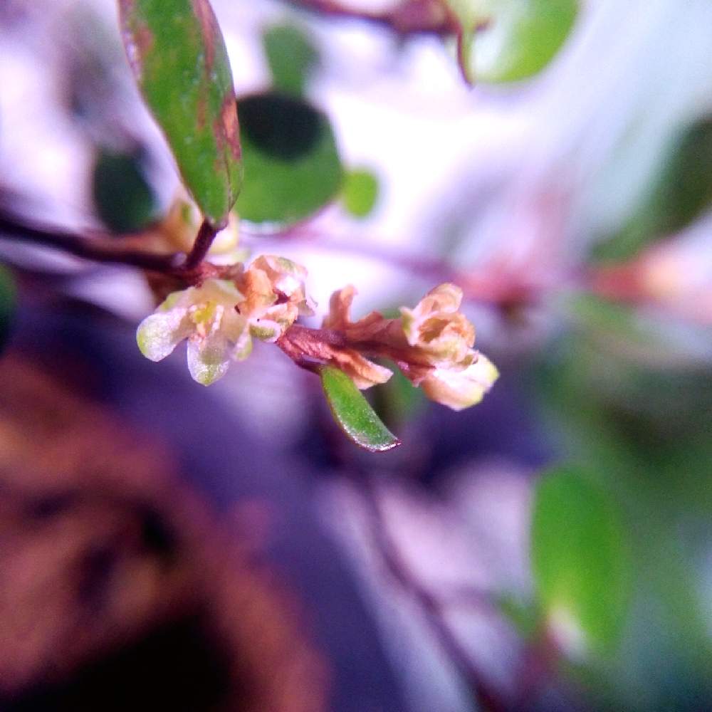 部屋の画像 by まりみさん | 部屋と植中毒とお部屋ジャングル化計画とおうち園芸とワイヤー プランツ