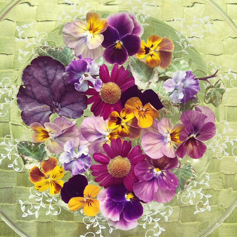 部屋の画像 by mint♪さん | 部屋と小さなお花とビオラ・パンジーとお花好きな人と繋がりたいと寄せ植えと水盤とベランダガーデンとおうち園芸と狭いなりに楽しむベランダガーデンと花のある暮らし