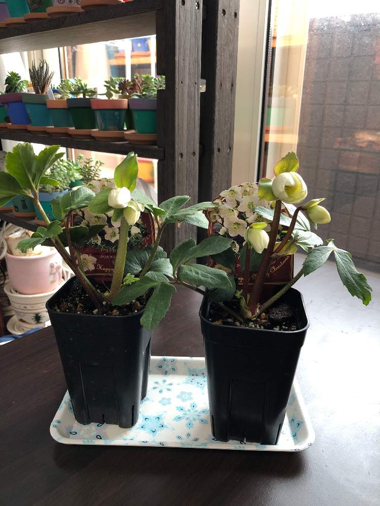 部屋の画像 by ✳️ KUMI ✳️さん | 部屋とクリスマスローズ フルール ド ノエルと花のある暮らしとGREEN UP!とお花咲き組さんと新入りさん♥︎*とiPhone撮影