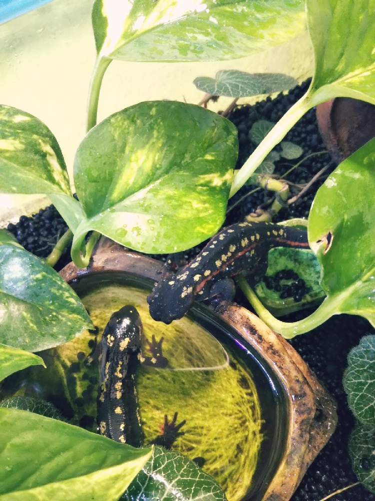 部屋の画像 by KELO-GUさん | 部屋と観葉植物と植物のある暮らしとユキノシタ♪とGS映えとポトス♪とひやみかち首里城!とおうち園芸と植中毒とオキナワシリケンイモリと植物に男前なんてない
