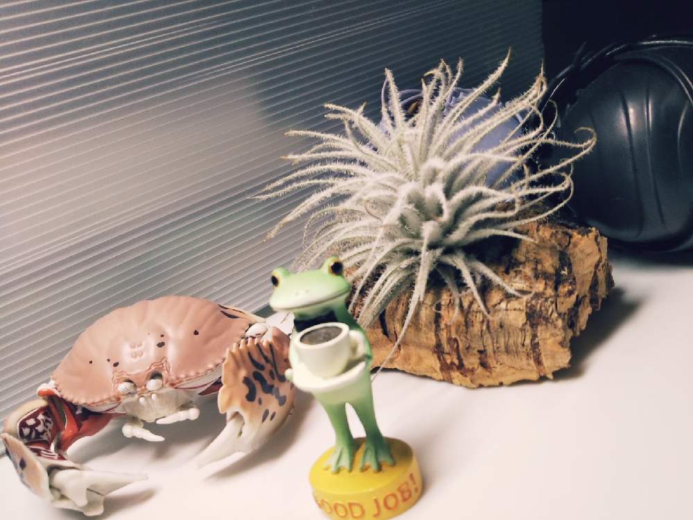 部屋の画像 by KELO-GUさん | 部屋と着生植物と観葉植物と植物のある暮らしとチランジア・テクトラムとエアブロメリアとGS映えとひやみかち首里城!とおうち園芸と植中毒と珍奇植物と植物に男前なんてないとエアープランツ/チランジア