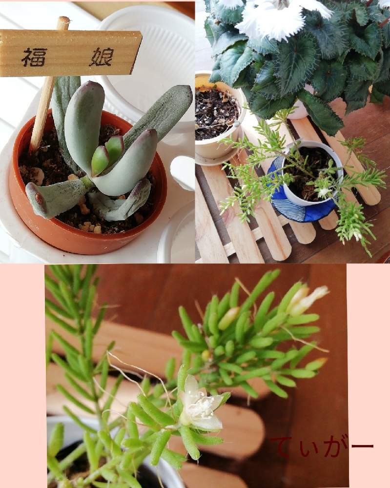 窓辺の画像 by ティガーさん | 窓辺とリプサリス・ケレウスクラとシクラメン スワンと多肉植物と最前線のあなたへとかわいいのが好きとおうち園芸とコロナに負けるな!と接写が好きとシンプルが好きと植物好きと面白い形と花のある暮らしと葉も美しいと自然の不思議