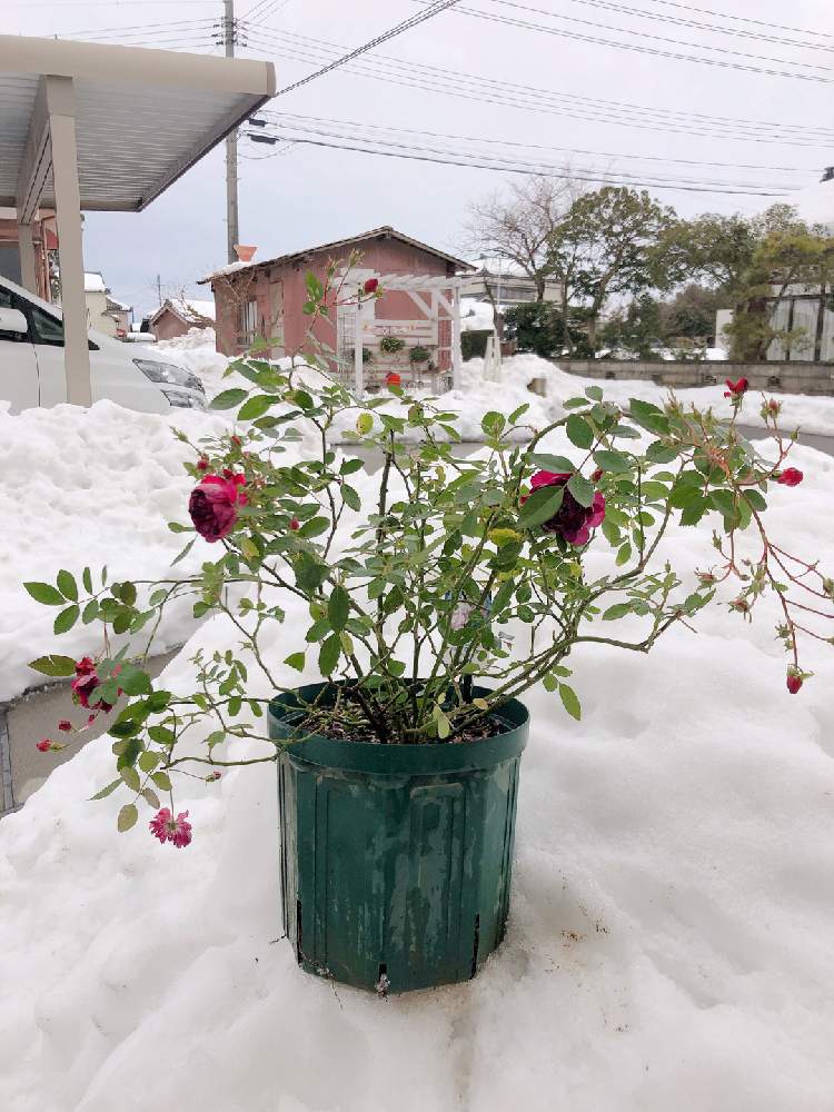 エントランスの画像 by まなあゆさん | エントランスとばら バラ 薔薇とスイート チャリオットと薔薇愛同盟と水曜ローズショーとすてき…♡と楽しみと薔薇♪とバラ・ミニバラと花が好きとスイチャリと相談とGS映えと雪の上でとロザリアンと赤い花とはなのある暮らしとだいすきな薔薇とイオノプシジウム(イオノプシディウム)