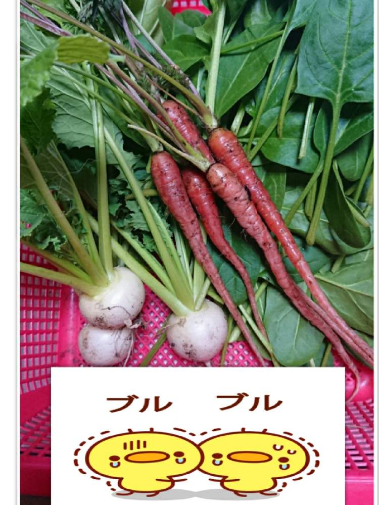 畑の画像 by 苺さん | 畑と小蕪の栽培とプランター野菜と蕪の収穫とプランターと家庭菜園と金時人参の栽培とおうち園芸と種蒔き栽培とホウレン草の栽培とホウレン草の収穫