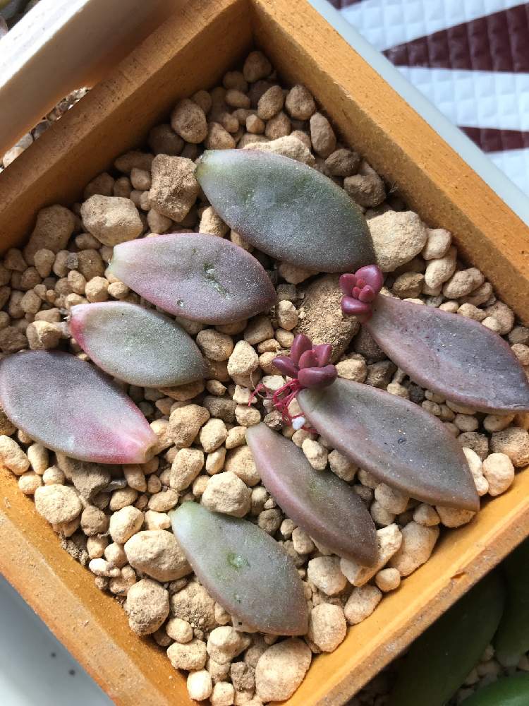 の画像 by piyo piyoさん | 多肉植物と感謝 感謝 ❤とTEAMほほえみと極小ベランダガーデンと葉挿しと多肉大好き❤️