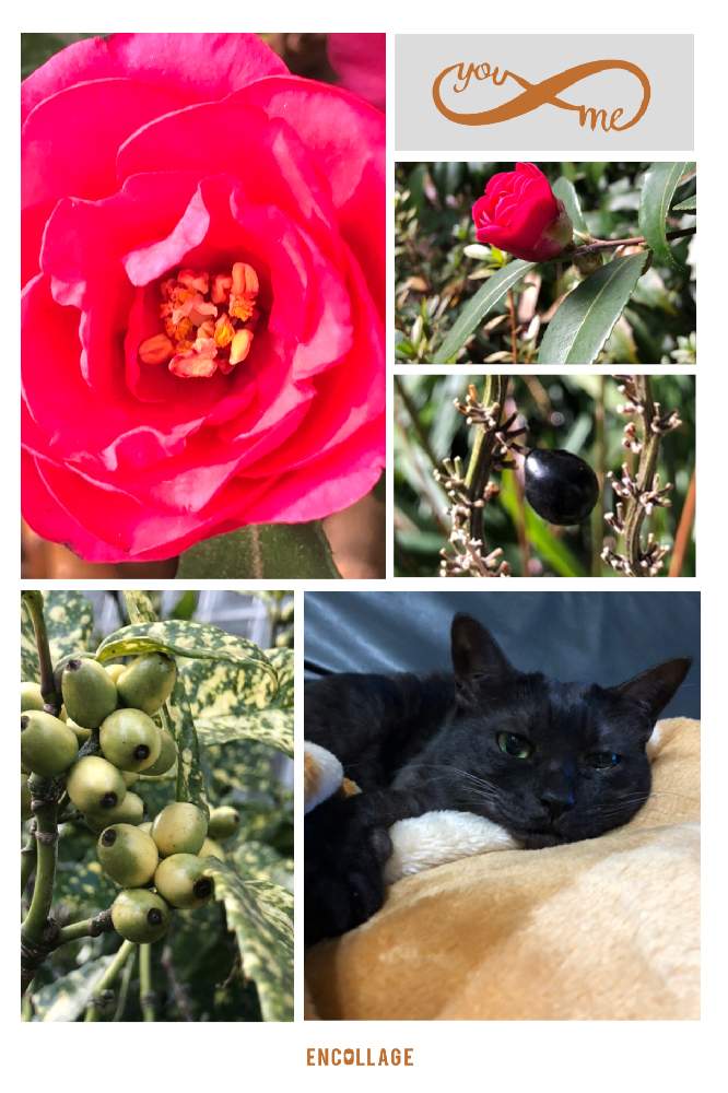 の画像 by 4匹の猫ママさん | 皆様に感謝します^_^と赤い花^_^と可愛い猫^_^と仙台市青葉区界隈と皆様いつも有り難う^_^と帰宅途中の出会い^_^と今年も宜しく^_^