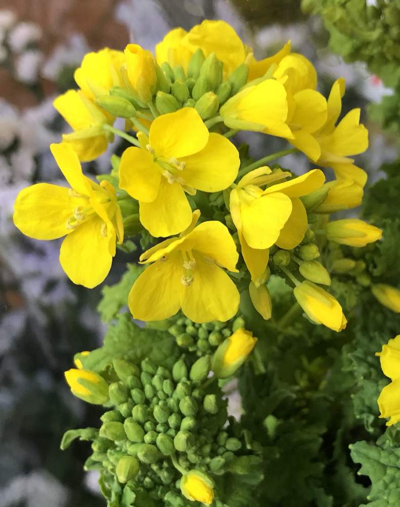 お出かけ先の画像 by 4匹の猫ママさん | お出かけ先と菜の花^_^と皆様いつも有り難う^_^と花が可愛い^_^