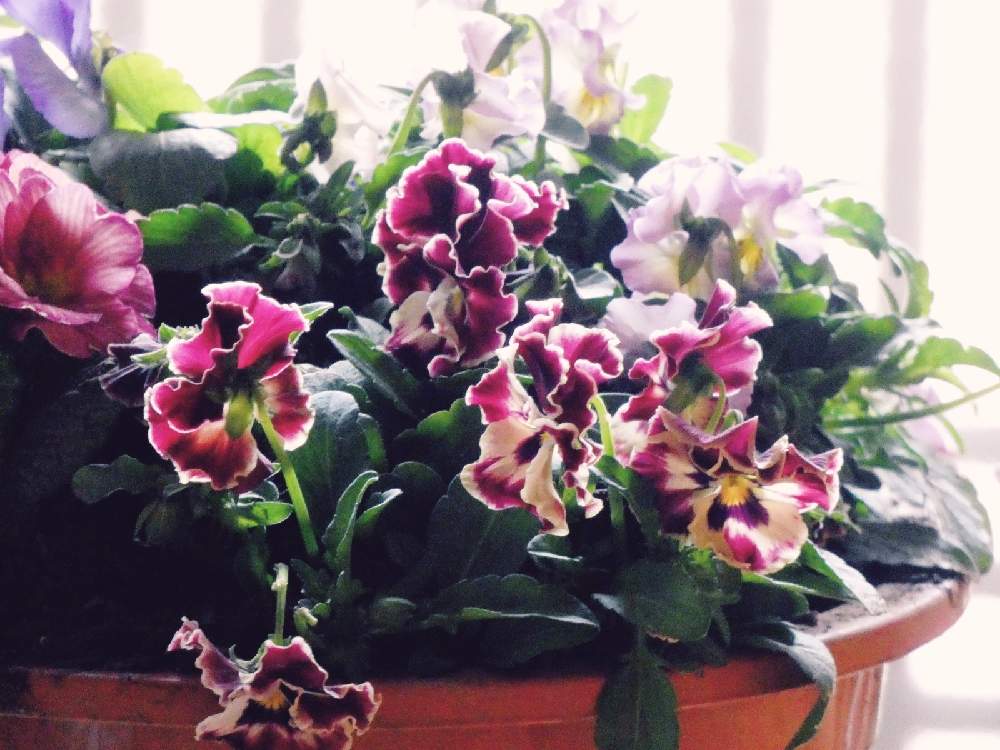 玄関の画像 by Hirochan* flowersさん | 玄関とビオラ・パンジーといつもありがとう♡と寄せ植えとお外は寒いよ❄️とかわぃぃ。とお花好きの人と繋がりたいと植木鉢