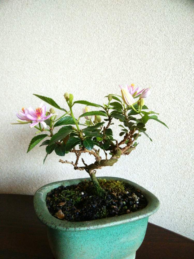 部屋の画像 by seiさん | 部屋と観葉植物と山野草とおうち園芸と睡蓮木。と北海道と盆栽