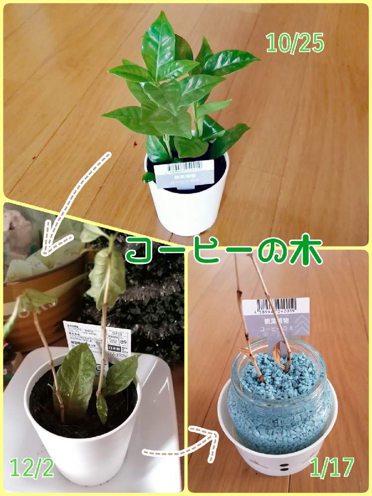 玄関の画像 by ⑅°˖みにぃ⑅ฺ₊˚さん | 玄関とコーヒーの木と観葉植物と自己流ガーデニングとわが家の観葉植物❢とハイドロカルチャーと相談とガーデニング雑貨とガーデニング初心者とガーデニング
