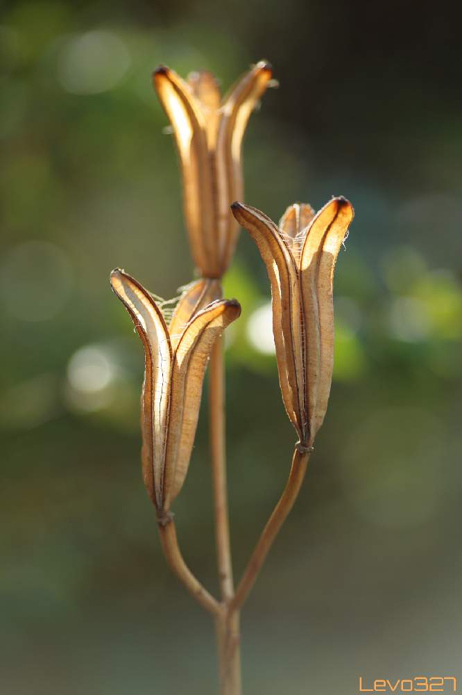お出かけ先の画像 by Levo327さん | お出かけ先とユリと散歩と近所の公園とCanon EOS 5D Mark IIIと枯れ系