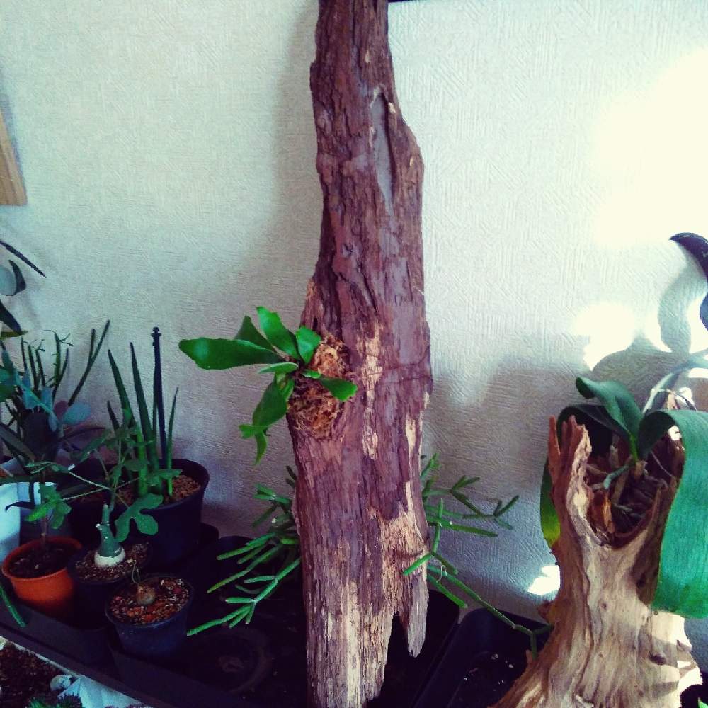 部屋の画像 by まりみさん | 部屋と着生植物と コウモリラン とプラティセリウム ネザーランドと ビカクシダとおうち園芸と植中毒とお部屋ジャングル化計画と記録用