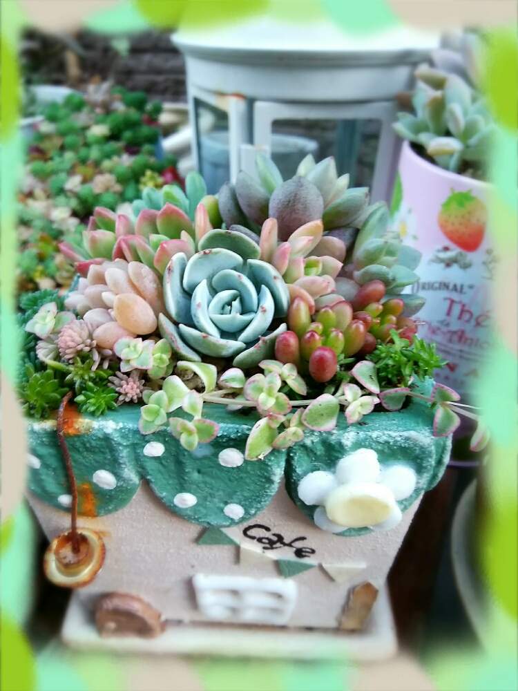 小さな庭の画像 by ☆みなみ☆さん | 小さな庭とベリーさんのカフェ鉢と感動!と繋がりに感謝と今を乗切るぞ!とベリーさんのリメ鉢と疫病退散と日々の暮らしの中の幸せと癒しをありがとうと発見と大切にするよ♡と私の癒し系達♡と今日の見~つけた!とたにおたくらぶとチーム愛知