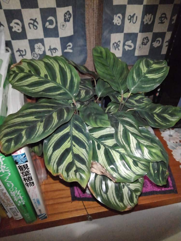 窓辺の画像 by ランさん | 窓辺と千葉県と植物が好き♡とカラテア属とホームセンター出身といやし♪
