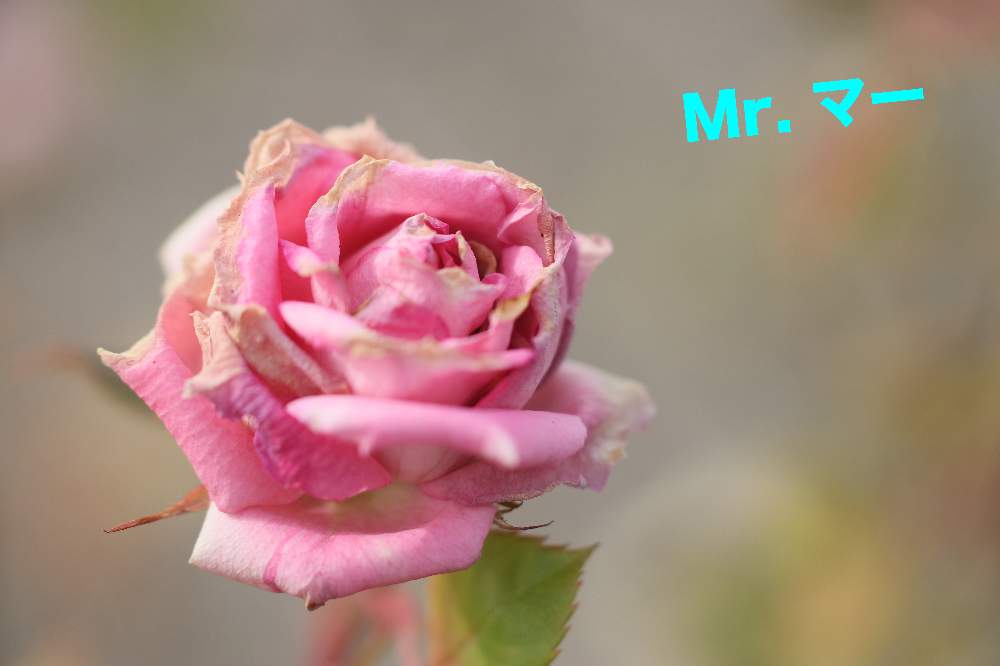 お出かけ先の画像 by Mr. マーさん | お出かけ先と薔薇 湘南キャンディピンクとやめよう無断転載ともんもんチャン♡見守り隊と薔薇愛同盟とEOSと花菜ガーデンと❤100いいね
