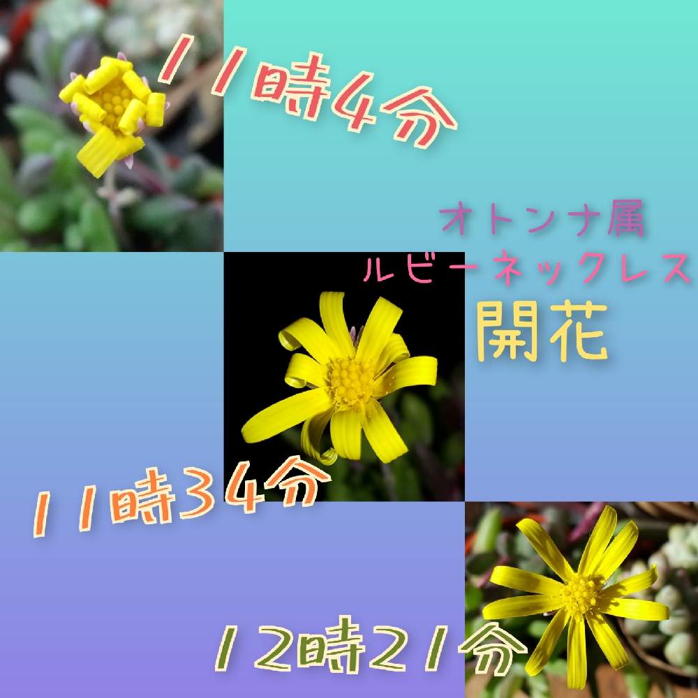 お出かけ先の画像 by まっしゅるームさん | お出かけ先とルビーネックレスと低クオリティーになったおと多肉植物とおうち園芸と美しい...とmy succulentと(^ー^)カワイイと珍奇植物とこりゃ凄いとかっこいい( ・`д・´)